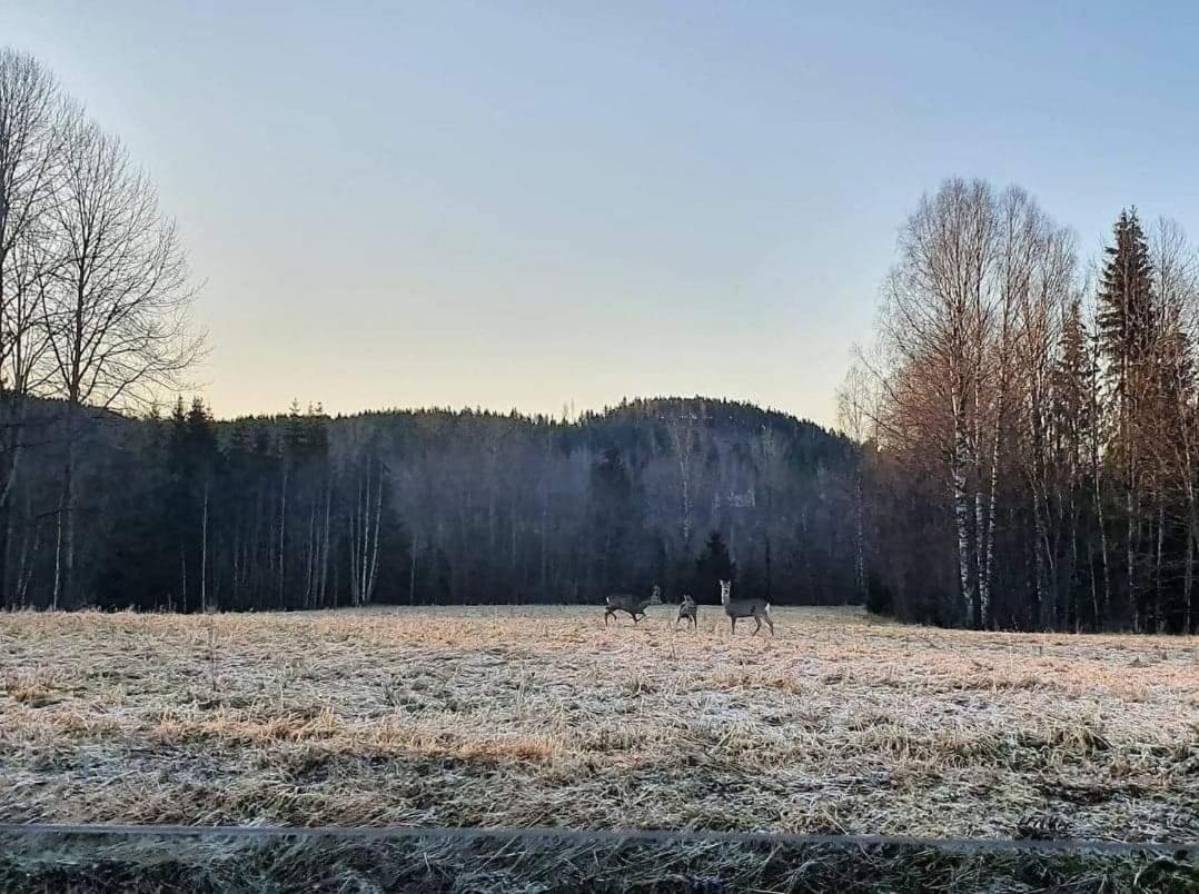 Trevlig Stuga Naera Hovfjaellet Torsby Εξωτερικό φωτογραφία