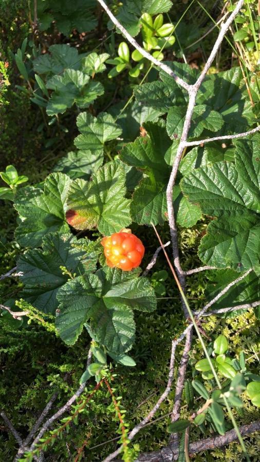 Trevlig Stuga Naera Hovfjaellet Torsby Εξωτερικό φωτογραφία